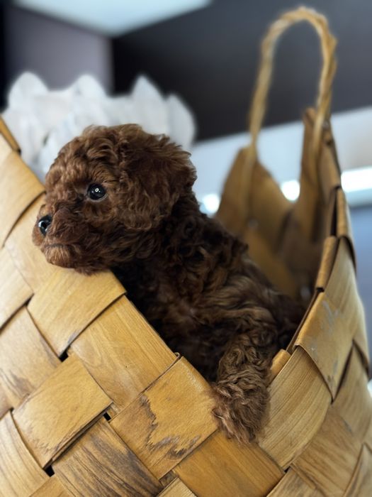 Той Пудел/ Toy Poodle