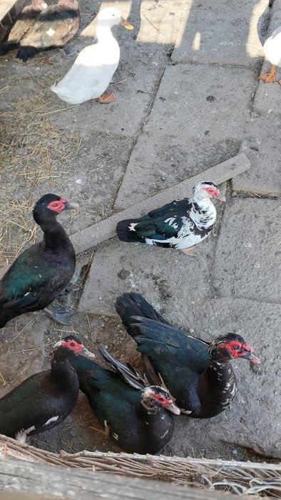 Rațe leșești mute