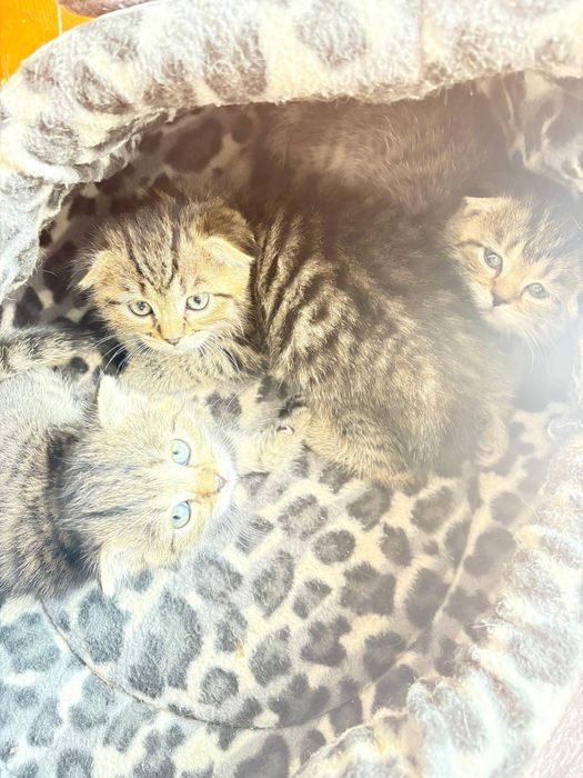 Вислоухие котята