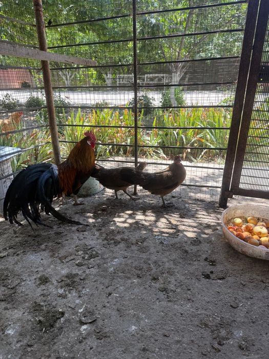 Феникс кораз бен тауыктар