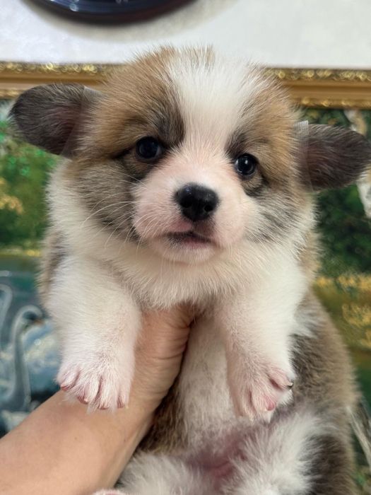 Шикарные щенки вельш корги