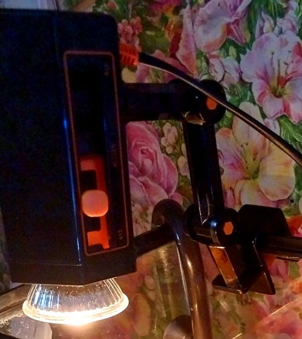 Грифовая черепаха