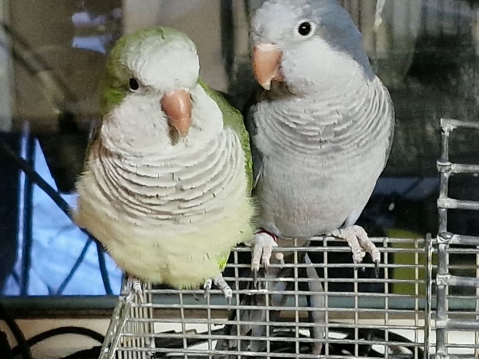 Papagal pui călugăr