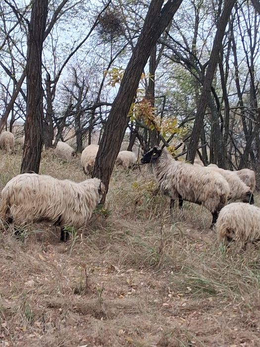 Vnd oi țurcanu .