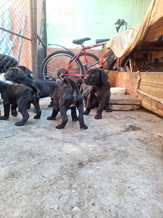 Продавам Кане Корсо