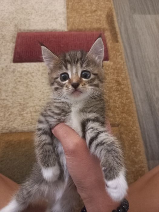 отдам 4 котят,за 1000тг