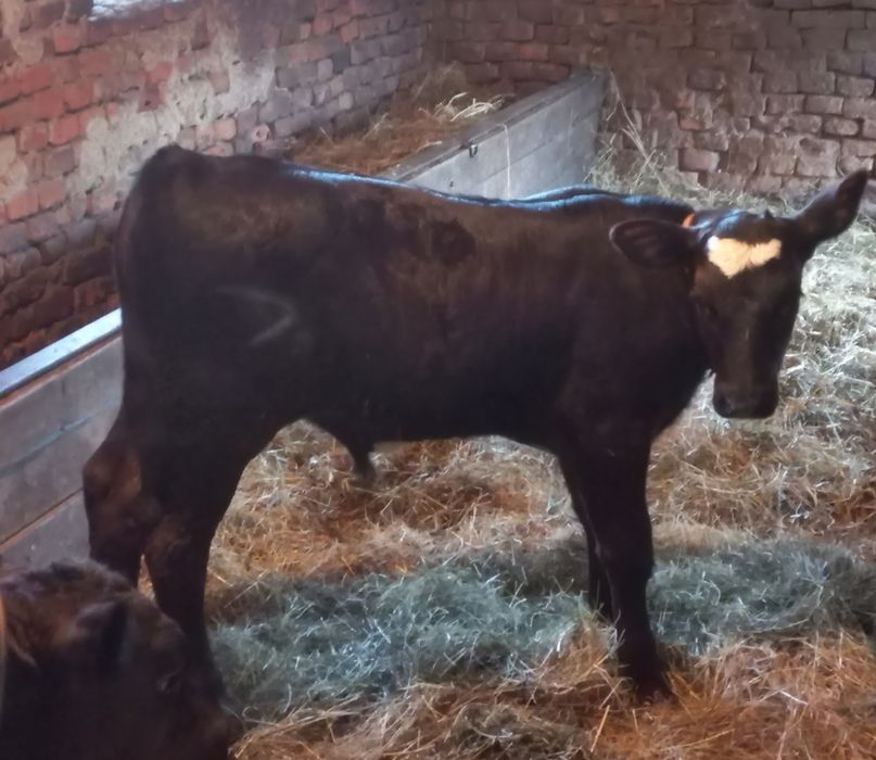 Vând 2 viței Angus