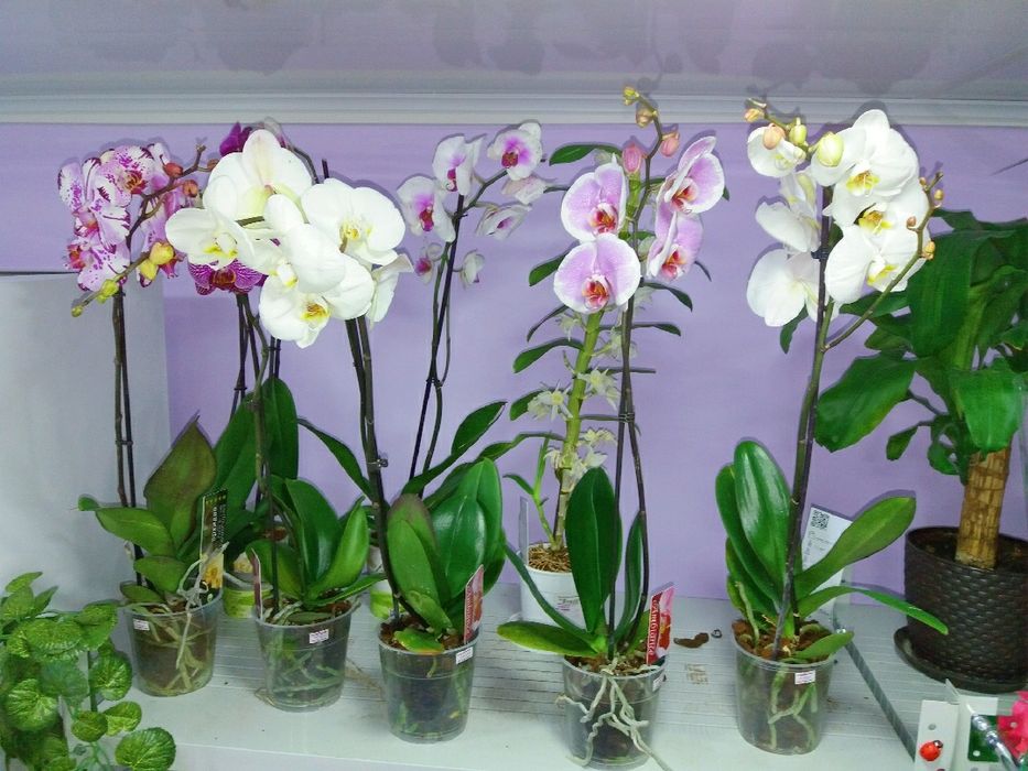 "Цветы от Rai" ул.Жамбыла 71