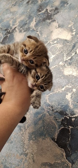 Замечательные котята шотландские