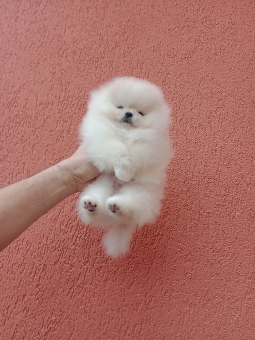 Миниатюрно момиче. Мини Померан. Реални снимки!!!
Померан. Реални