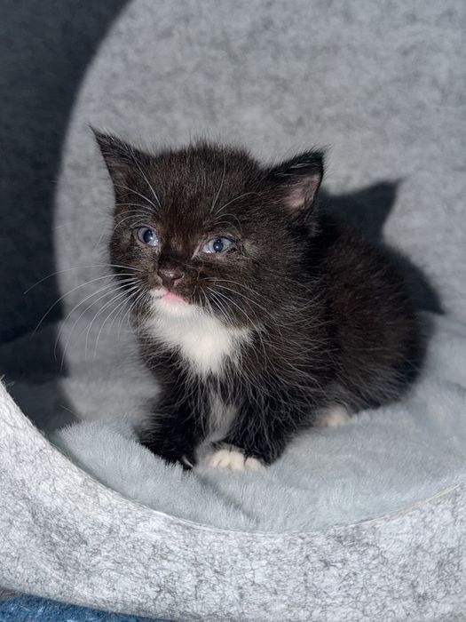 Отдаю котёнка добрые руки