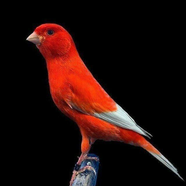 Канарейкалар бар