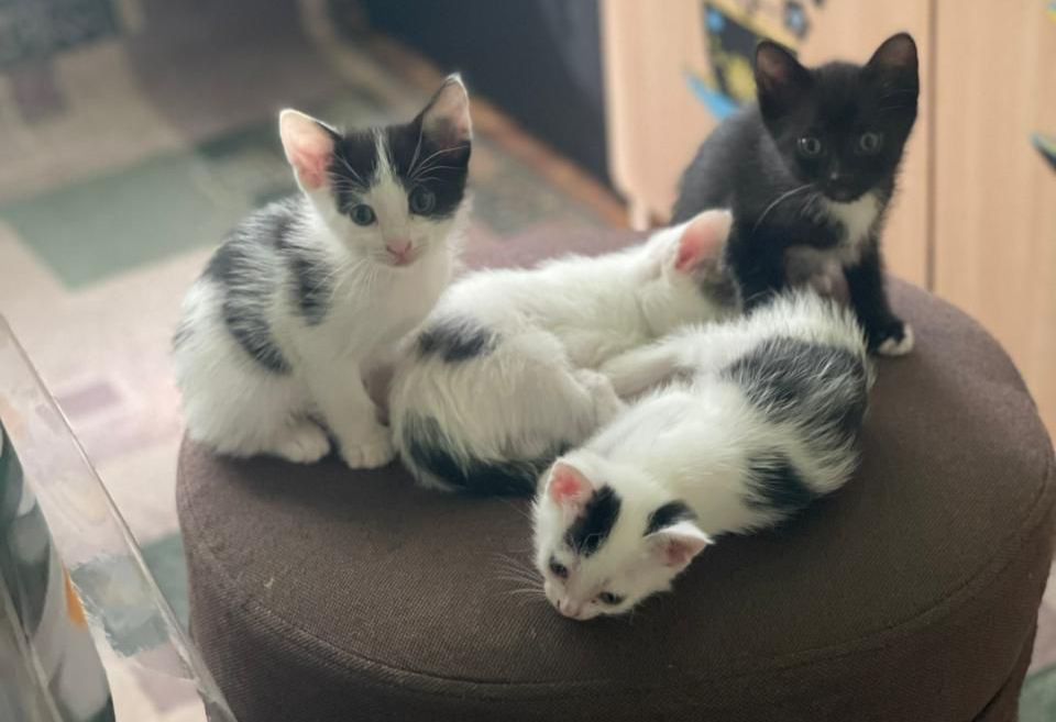 пристраиваются котята