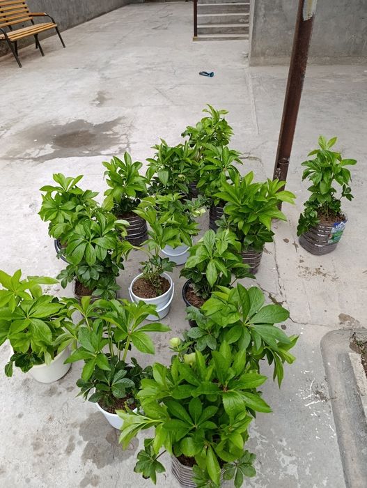 Марозник гуллари сотилади нархи 50000 мингдан келишилади