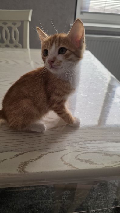 Котята бесплатно, бепул мушукчалар