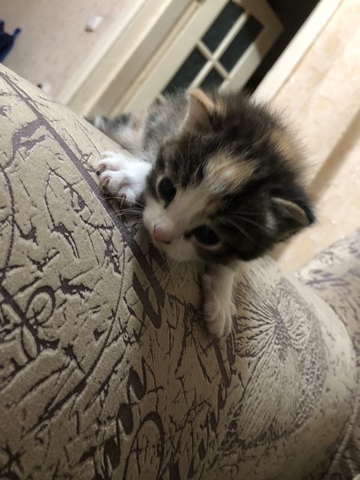 Отдаем котят самостоятельные