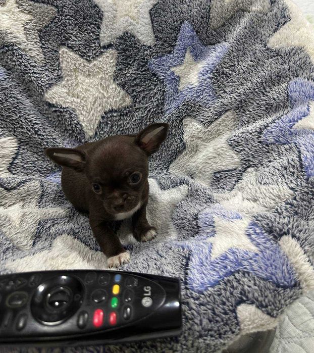 Предлагается к продаже щенок Чихуахуа шоколадного окраса