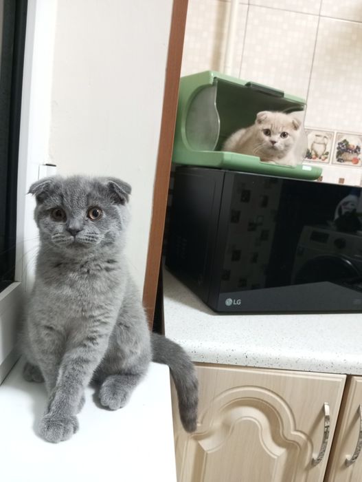 Продаются котята:Скотиш Фолд.