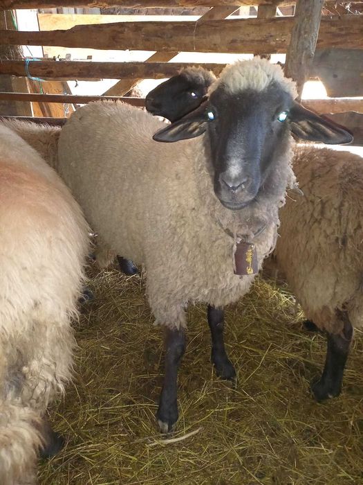 Van berbec rasa pura Carabas