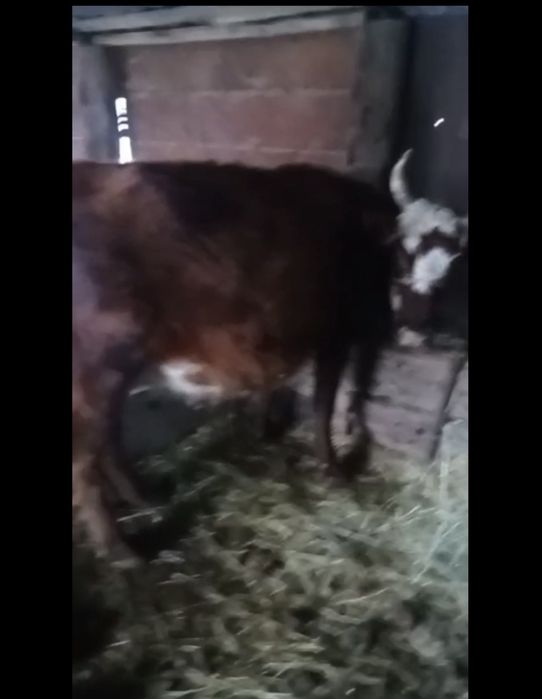 ак бас сиырлар сатылады буас