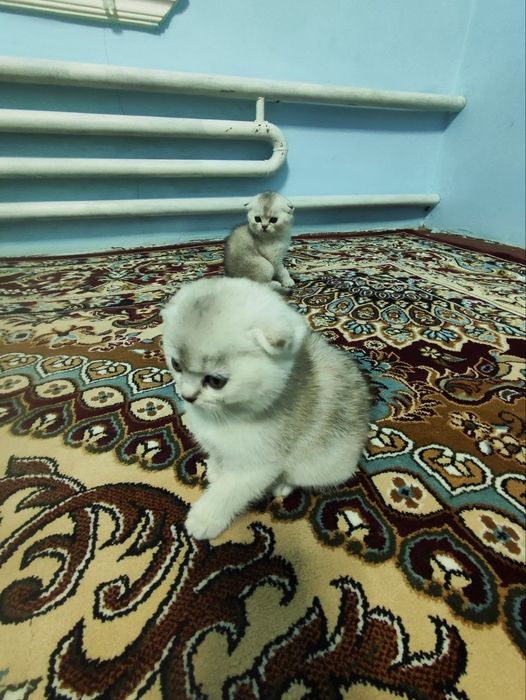 Продаются котята срочно срочно