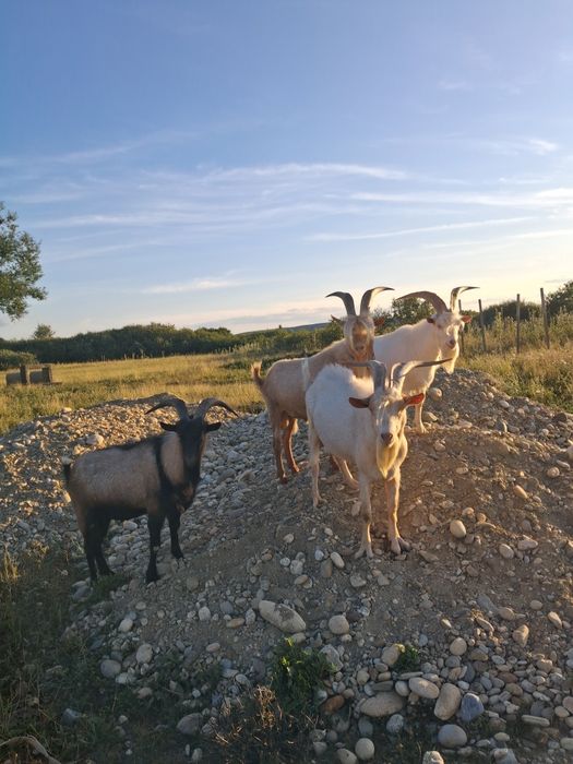 Vand capre și  țapi 11 capete