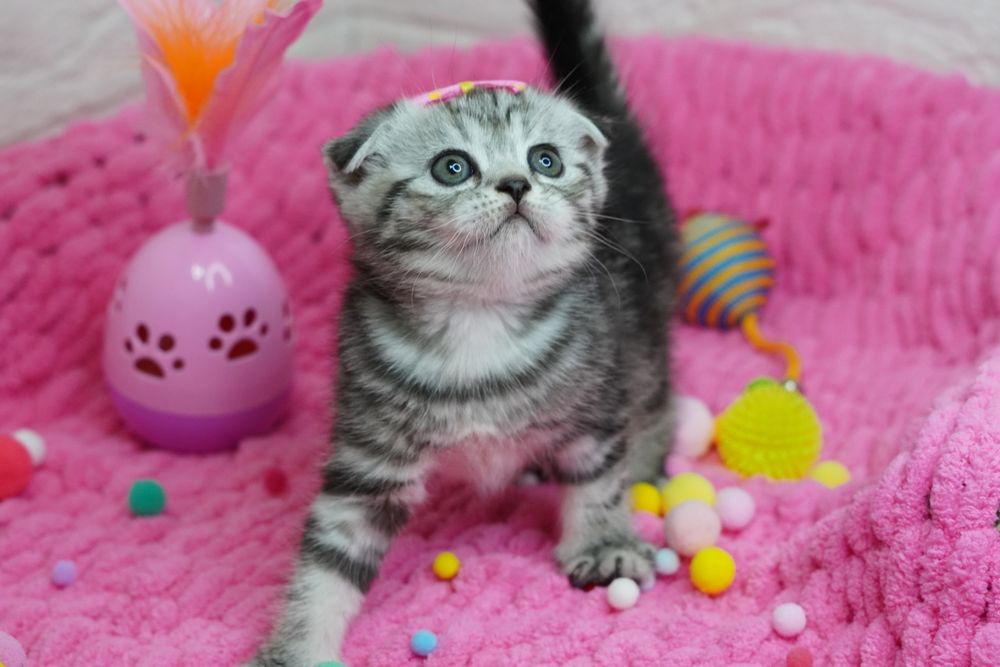 Вислоухие котята.