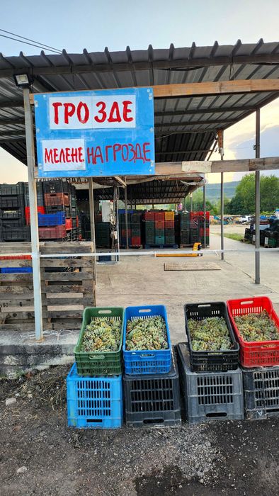 Грозде Мерло, Хамбурски мискет,Памид,Каберне,Рекацители и други