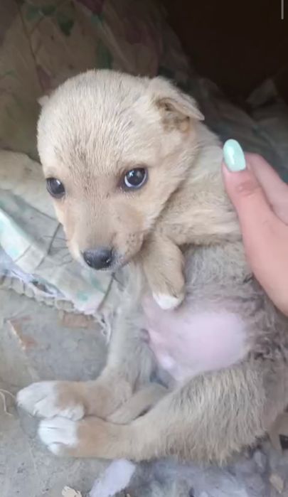 ogʻil bola kuchukcha