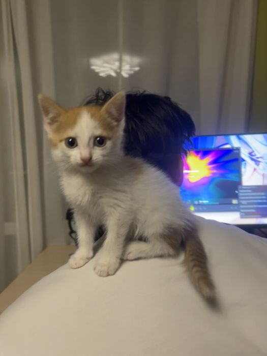 котенок ищет дом