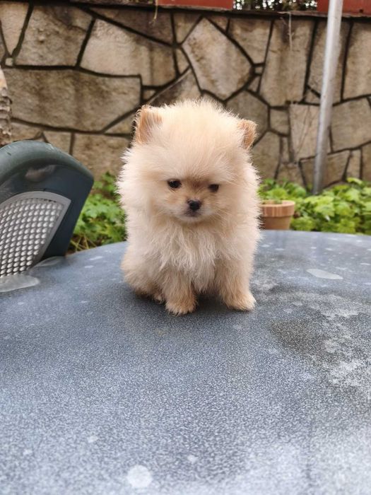 Померан мъжки на 60дни