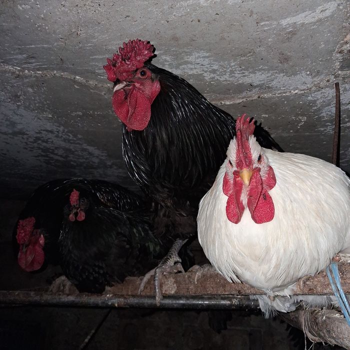 Vând 10 cocoși tineri