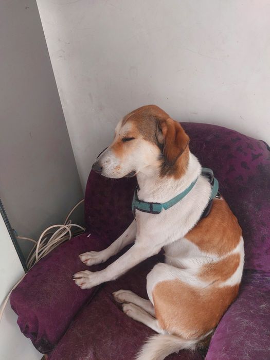 Отдам даром хорошим людям