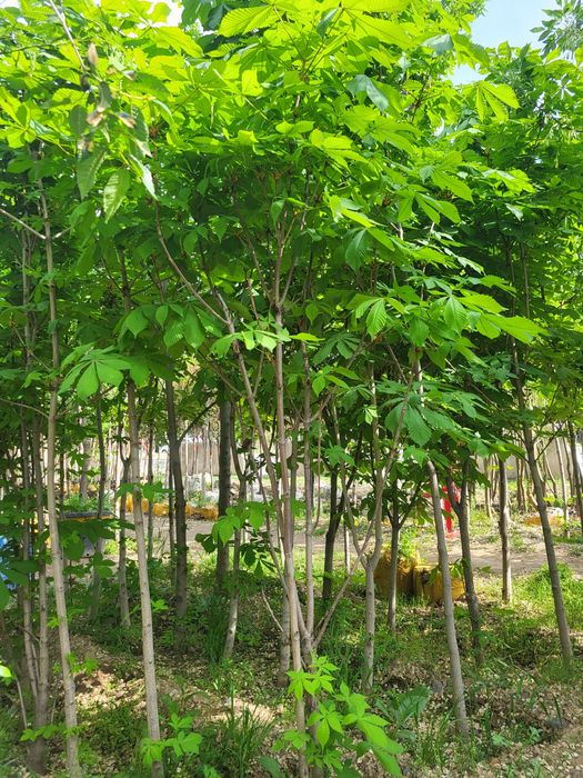 Расстении для ландшафта