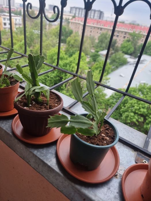 Декбрист комнатных цветок Янги пересадка килинган 3-4 кунда жонланиб к