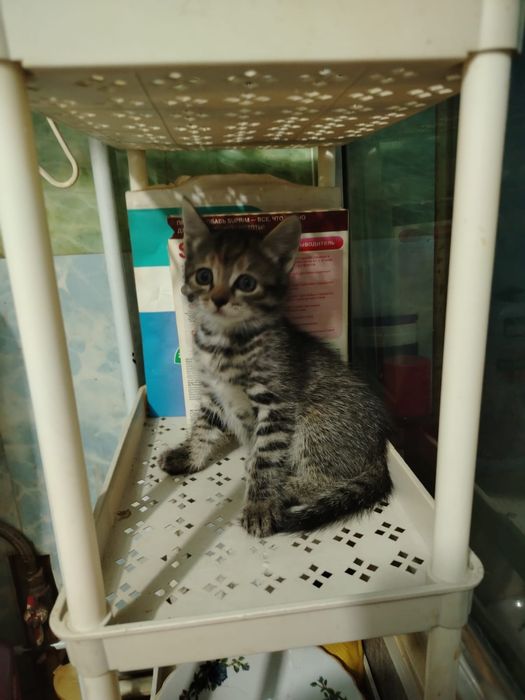 Котята девчата. домашние