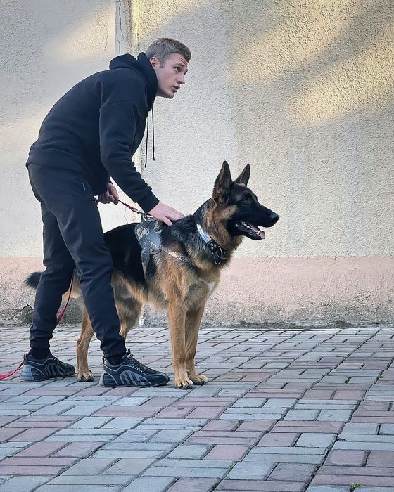 Дрессировка собак кинолог