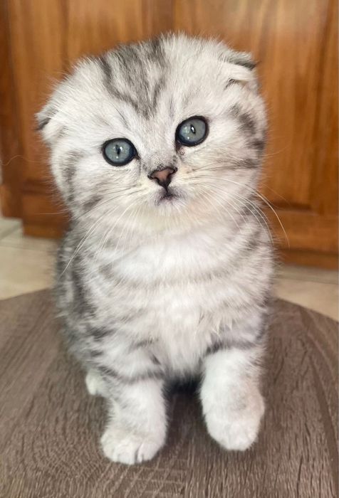 Продаётся британский котят