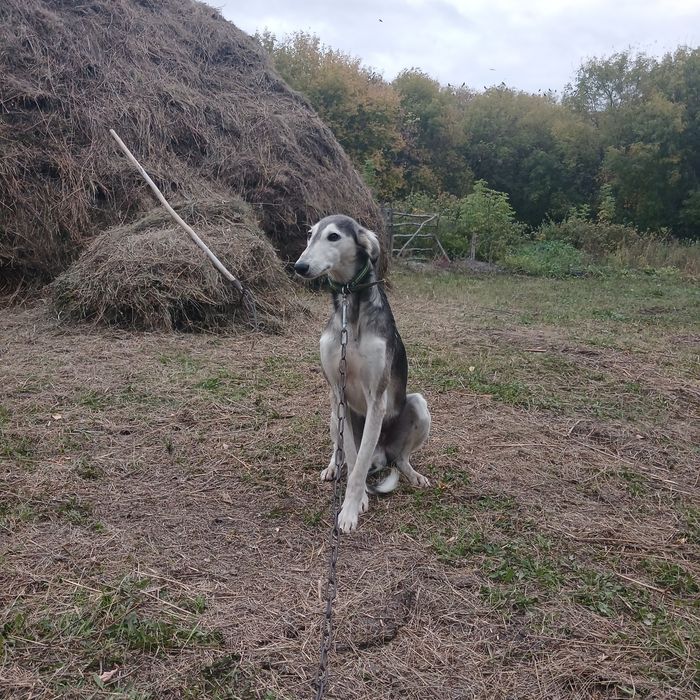 Охотничая собака