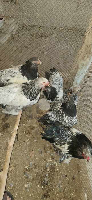 Birama toviqlar sotiladi