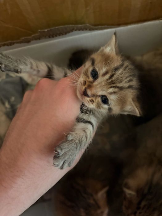 Котенок девочки 3 недели