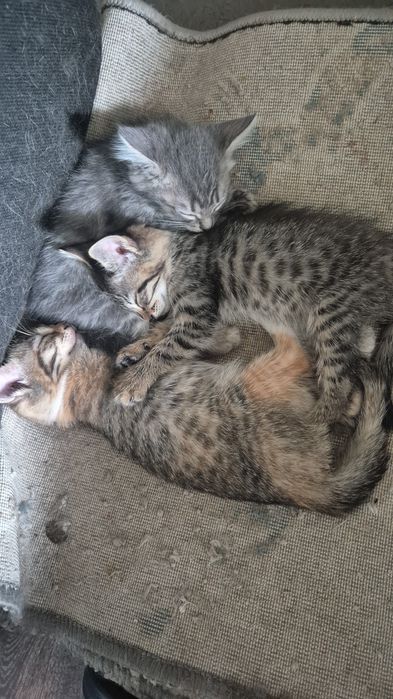 Отдам котят, приучены к лотку