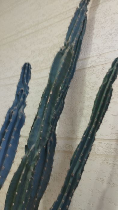 Кактус сотилади буйи 4 м