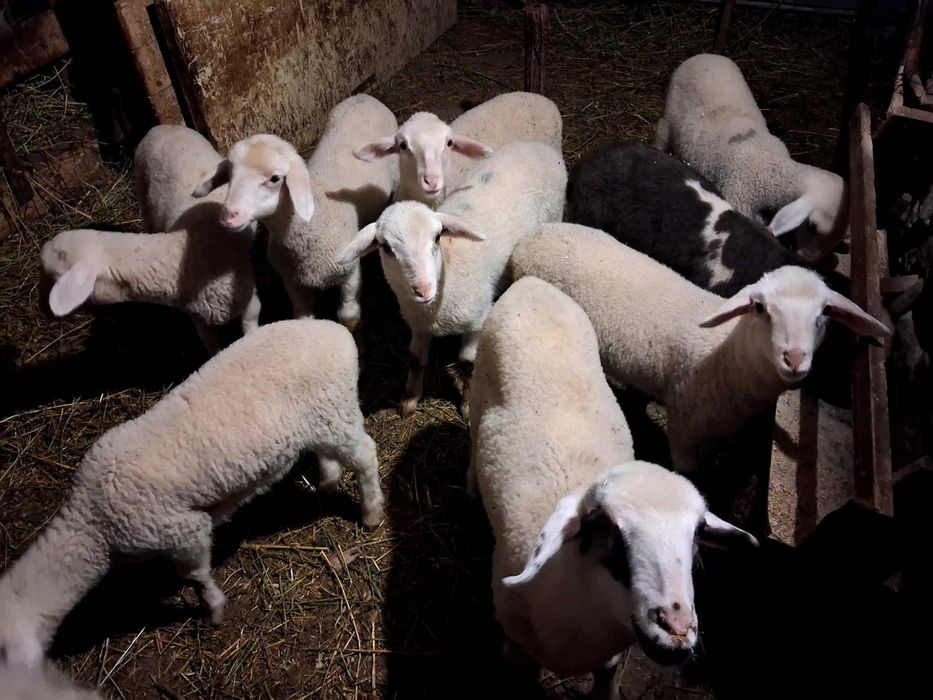 Агнета - от 25 до 35кг. живо тегло