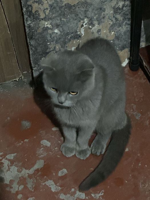 mushik sotilad qizbola