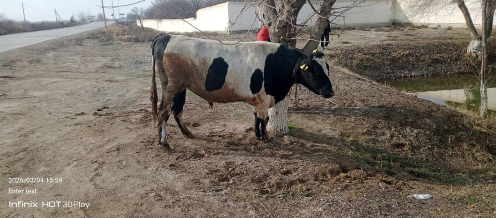 Golshtin buqa yoshi 3.5