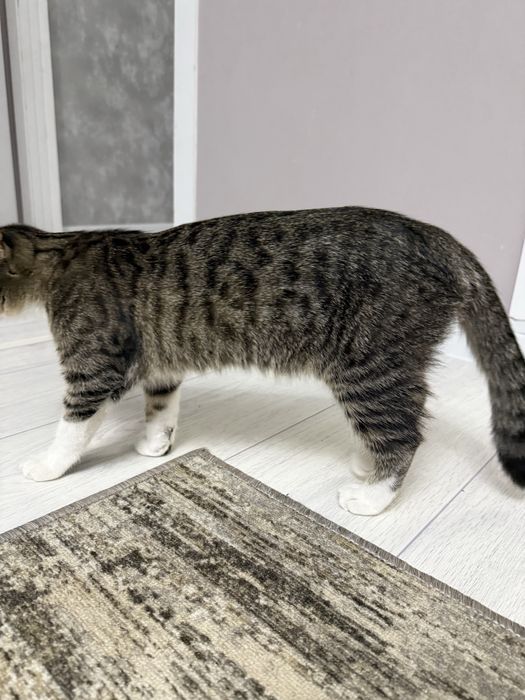 Кошка вислоухая