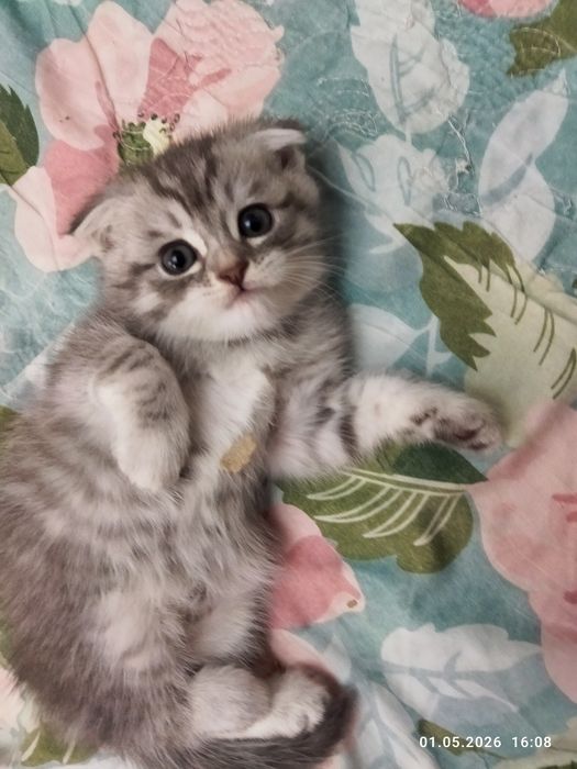 Продаются шотландские котята