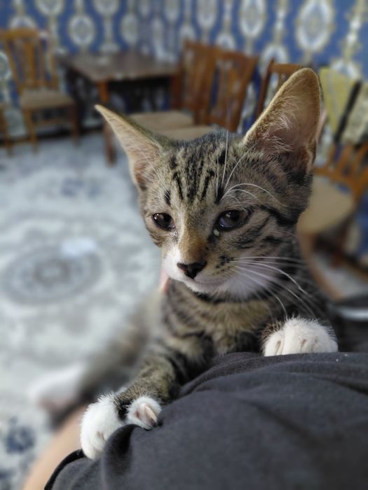 мы дарим красивых котят
