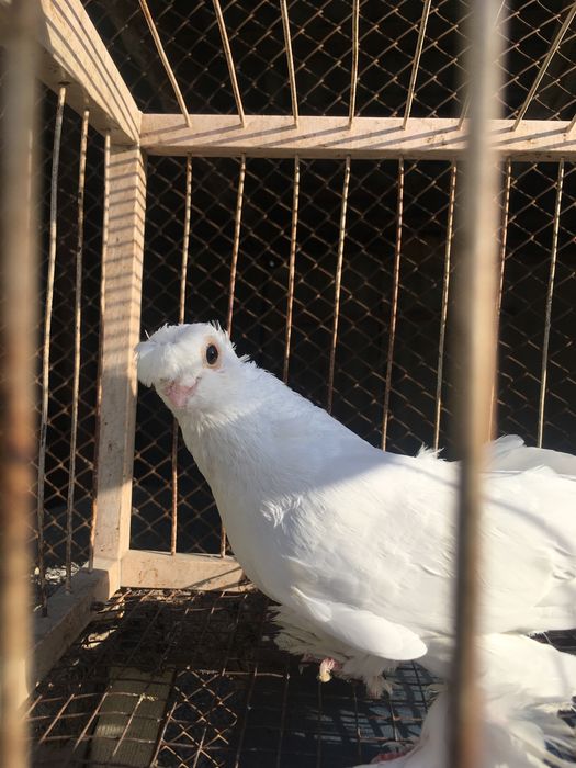 Продам белого двухчубого самца